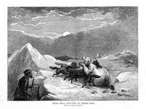 Isbjörn attackerad av eskimåhundar, 1877 av Unbekannt