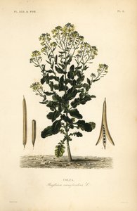 Polsk raps- eller rapsoljeväxt, Brassica rapa, Brassica campestris, Colza av Unbekannt