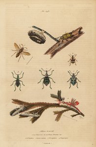 Polistes gallicus, pappersgeting och bo, blå vivel, Eupholus schoenherri, rotvivel, Diaprepes abbreviatus, Polycera havssniglar, Ancula gibbosa, Atlantic ancula, på tång av Unbekannt