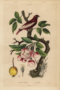 Pompadour cotinga, Xipholena punicea, på ett äppelträd, Malus pumila, frukt, blomma Pompadour och äppelträd med buketter av Unbekannt