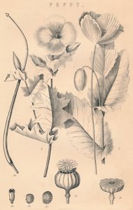 Vallmo, c1800-talet av Unbekannt