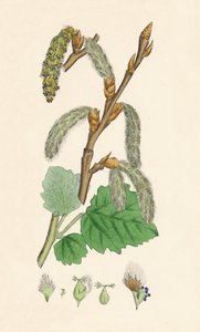 Populus canescens. Grå poppel, 1800-talet av Unbekannt