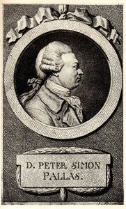 Porträtt av zoologen och botanikern Peter Simon Pallas 1741-1811, tidigt 1800-tal. av Unbekannt