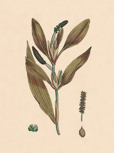 Potamogeton rufescens. Rödaktig damm, 1800-talet av Unbekannt