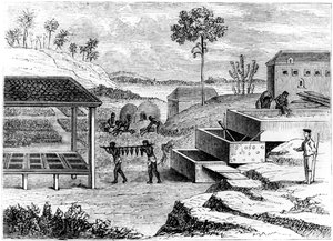 Förbereder indigo, Santo Domingo, 1873 av Unbekannt