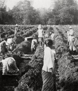 Förbereder bevattningskanaler vid en sockerplantage, Java, Nederländska Ostindien, 1927 av Unbekannt