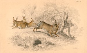Kanin Oryctolagus cuniculus, 1828 av Unbekannt