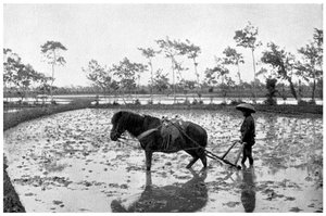 Raking a risfield, Japan, 1904 av Unbekannt
