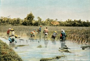 Skördar ris, 1900. av Unbekannt