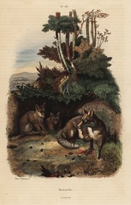 Rödräv, Vulpes vulpes, utanför en håla av Unbekannt