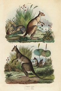Röd känguru, Macropus rufus 1, östlig grå känguru, Macropus giganteus 2 och dusky wallaby, Thylogale brunii 3 av Unbekannt