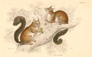 Röd ekorre Sciurus vulgaris, trädlevande gnagare med ursprung i Europa och Asien, 1828 av Unbekannt