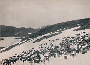 Renar på bergen, 1914. av Unbekannt
