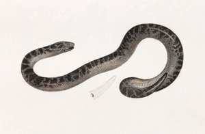 Reptiler: A Snake from Delta Book: "Beskrivning av Egypten eller samling av observationer och forskning som gjordes i Egypten under den franska arméns expedition" Publicerad på order av hans majestät kejsar Napoleon den store av Unbekannt