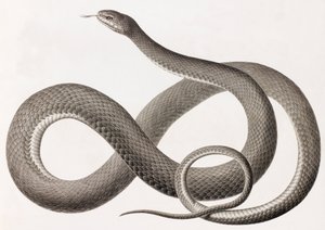 Reptiler: en närbild av en illustration av en orm av Unbekannt