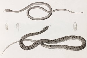Reptiler: två närbilder av illustrationer av ormar av Unbekannt