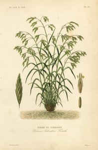 Rescuegräs, eller Schraders bromegrass, Bromus catharticus, Bromus schraderi, Brome de Schrader av Unbekannt
