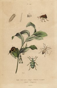 Rhigus, Platyoma och Cyphus vivlar, borstiga tusenfoting, Polyxenus lager och Kungs Salomos säl, Polygonatum odoratum av Unbekannt