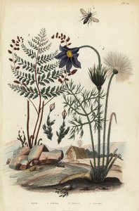 Bergmossa, Andraea rupestris 1, Gruvbi, Andrena agilissima 2, Blommande ormbunke, Anemia adiantifolia 3 och Pasque-blomma, Anemone pulsatilla av Unbekannt