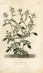 Raket eller ruccola, Caterpillar vesicaria, Caterpillar sativa, Roquette cultivee av Unbekannt