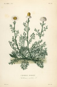 Romersk kamomill eller kamomill, Chamaemelum nobile, Anthemis nobilis, Camomille romaine av Unbekannt