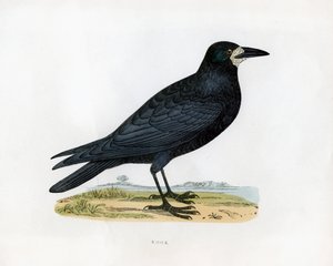 Rook, c1800-talet av Unbekannt