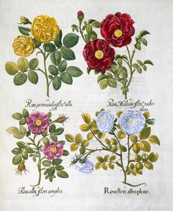 Rosor, 1613 av Unbekannt