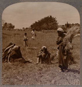 Rut plockar på Boas fält, ca 1900 av Unbekannt