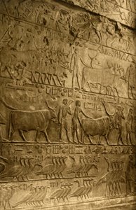 Saqqara - Ptahoteps grav - Väggdekoration, c1918-c1939. av Unbekannt
