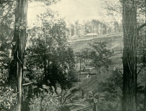Scen vid Upper Gembrook, Victoria, 1901. av Unbekannt
