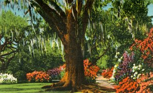 Scen i Magnolia Gardens, nära Charleston, S.C., 1942. av Unbekannt