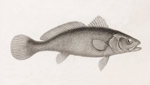 Science Corb, närbild av Unbekannt