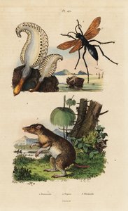 Havspenna, Pennatula phosphorea 1, spindelgeting, Pepsis limbata 2 och långnossnäbb, Perameles nasuta 3 av Unbekannt