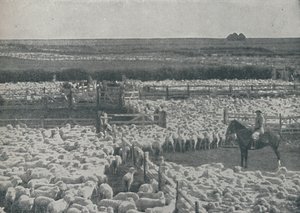 Fårstall i Australien, 1910 av Unbekannt