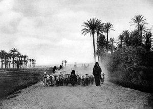 Herdar får nära Kairo, Egypten, c1920-talet av Unbekannt