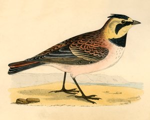 Shore Lark, sent 1800-tal. av Unbekannt