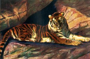Sibirisk tiger, c1928. av Unbekannt