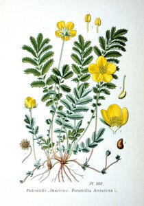 Silvergräs, 1893 av Unbekannt