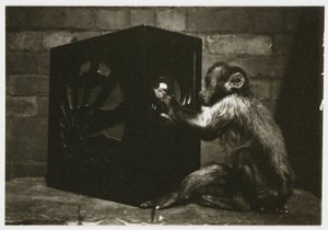 Liten apa som leker med urtavlarna på en radio, tagen av en okänd fotograf omkring 1935 av Unbekannt