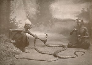 Snake Charmers with Hamadryads Kuy Cobras, 1900. av Unbekannt