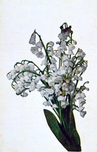 Snödroppe, fransk blomma vykort, c1900 av Unbekannt
