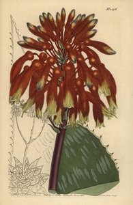 Tvålaloe eller zebraaloe, Aloe maculata (största vanliga tvålaloe, Aloe saponaria latifolia) av Unbekannt