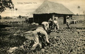 Sortering av ananas, Kuba, sent 1800-tidigt 1900-tal. av Unbekannt