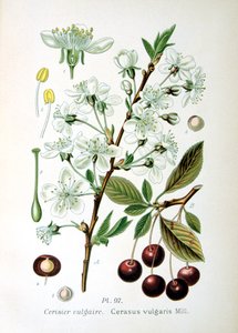 Surkörsbär, 1893 av Unbekannt