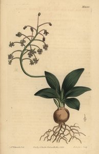Sydindisk squill, Ledebouria revoluta (Lesser plain-leaved drimia, Drimia lanceaefolia) av Unbekannt