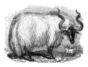 Spanska får, 1848 av Unbekannt