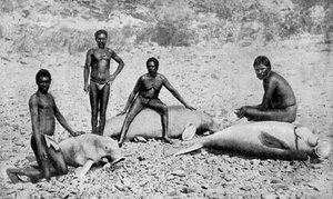 Speared manatee, nordvästra Australien, 1922 av Unbekannt