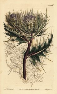 Spiniest tistel, Cirsium spinosissimum (fjäderhårig cnicus, Cnicus spinosissimus) av Unbekannt
