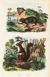 Taggig trädråtta, Echimys chrysurus 1 och eurasisk röd ekorre, Sciurus vulgaris av Unbekannt