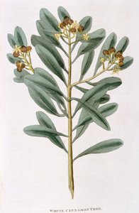 Kvist vit kanel Canella alba, 1823 av Unbekannt
